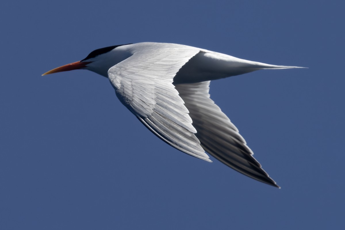 Elegant Tern - Ted Keyel