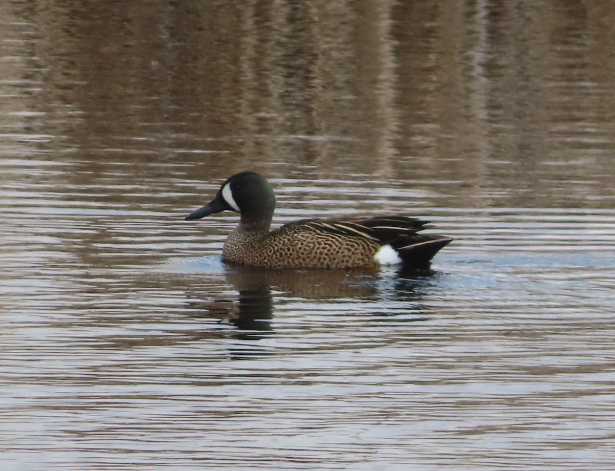 Blue-winged Teal - ML619600304