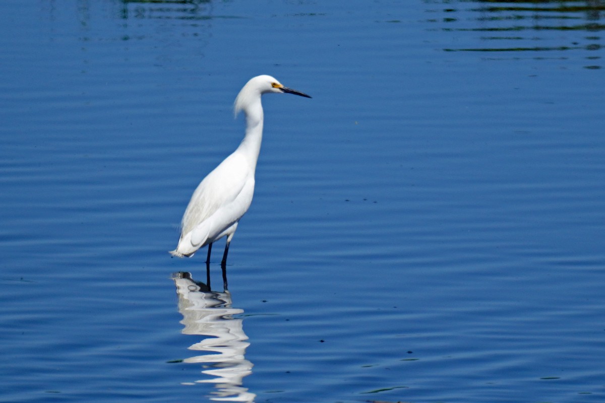 Snowy Egret - Susan Iannucci