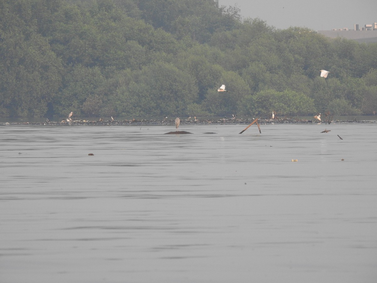 Pied Stilt - Anonymous