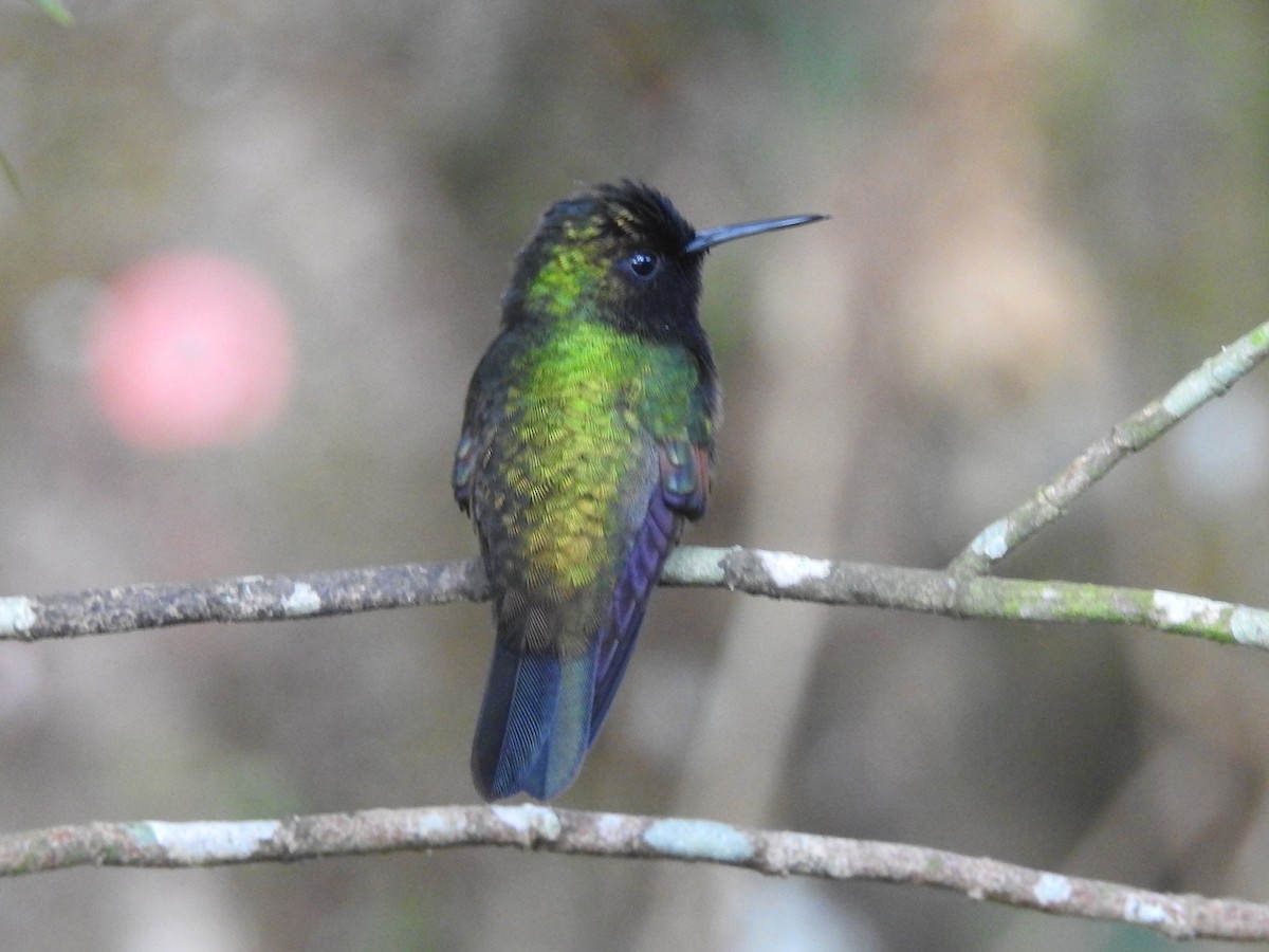 Colibrí Ventrinegro - ML619600309