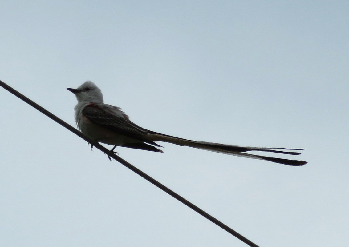 Scissor-tailed Flycatcher - Deidre Dawson