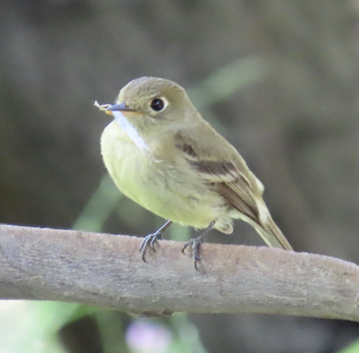 Western Flycatcher (Pacific-slope) - George Chrisman