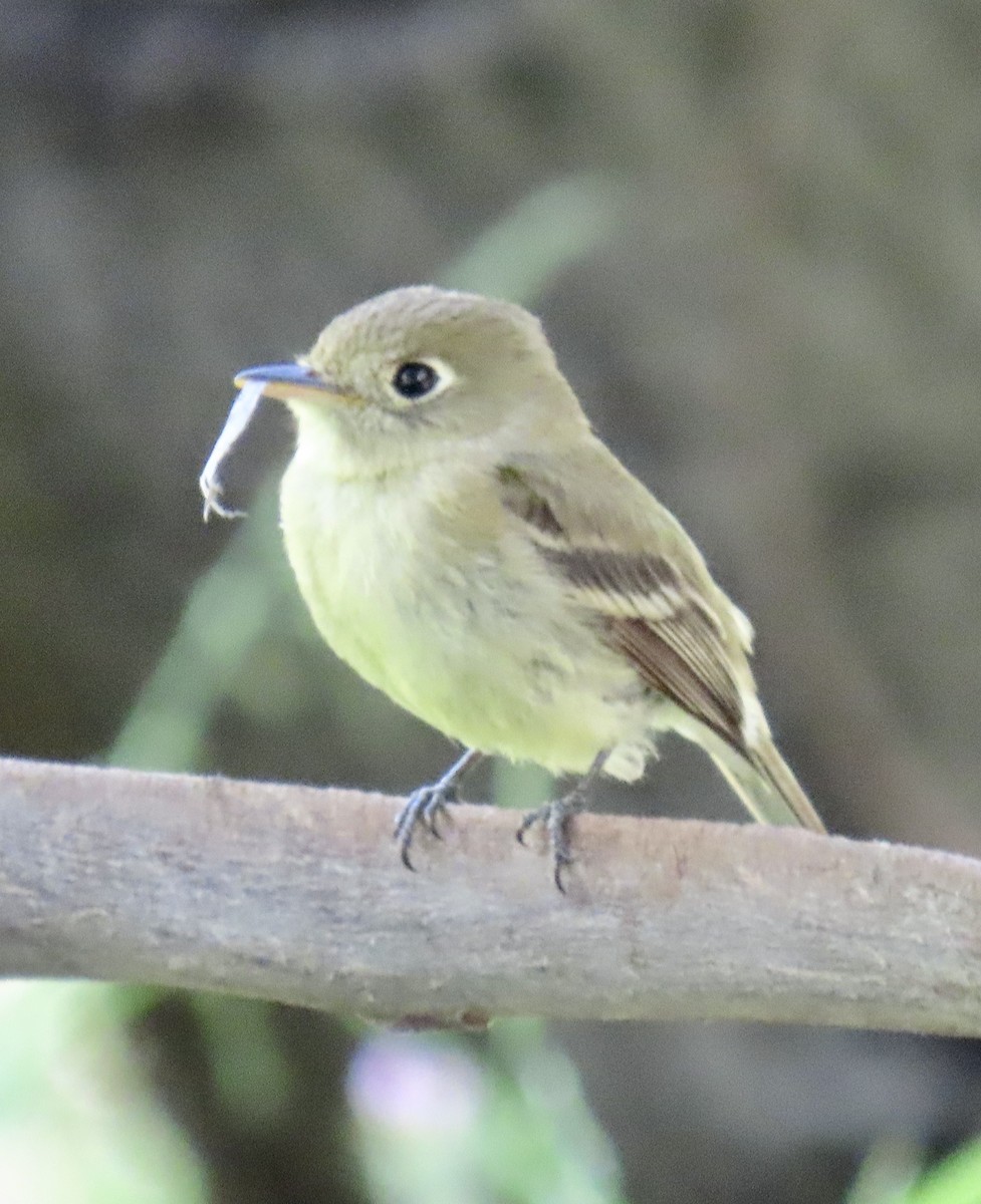 Western Flycatcher (Pacific-slope) - George Chrisman