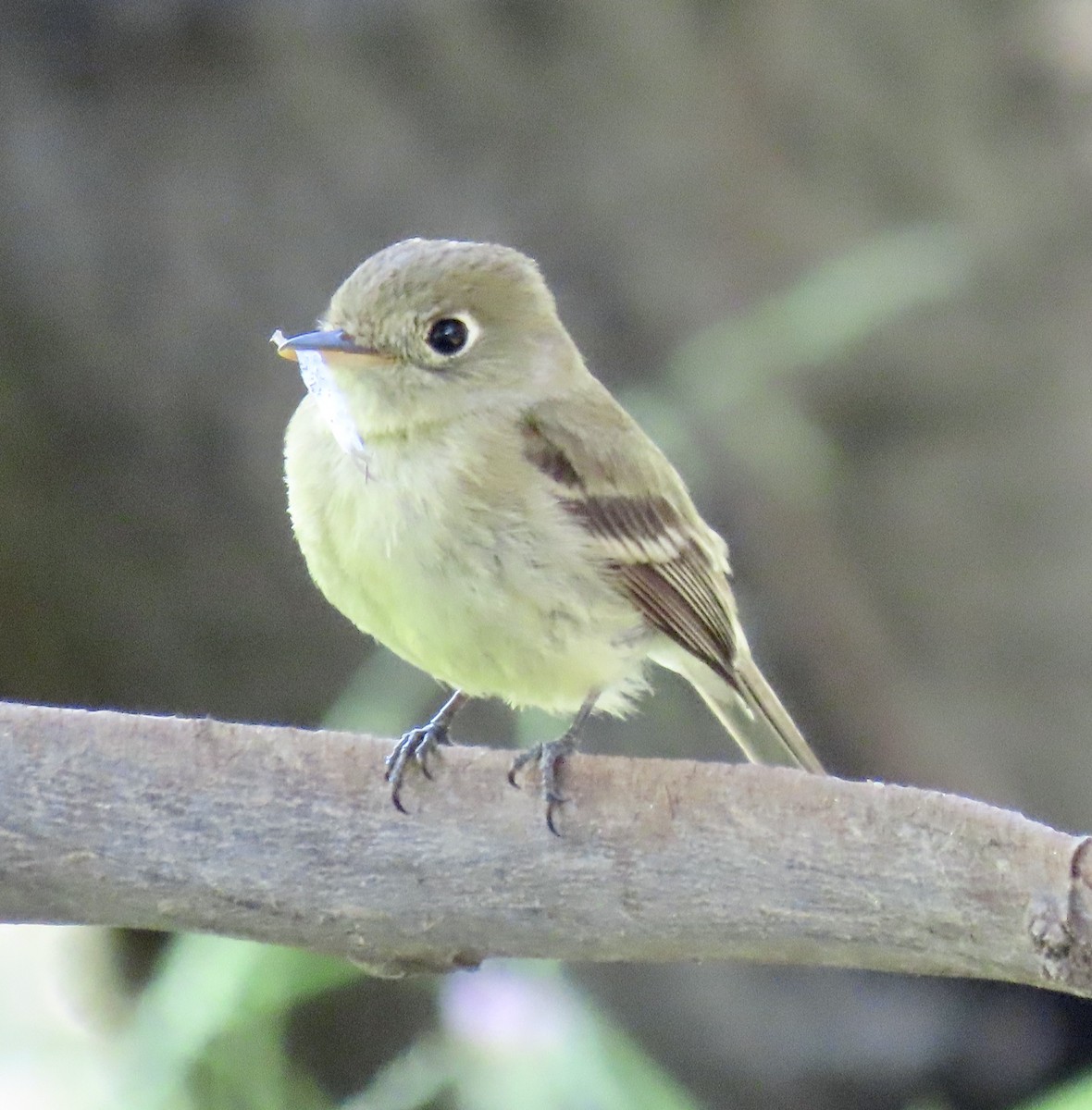 Western Flycatcher (Pacific-slope) - George Chrisman