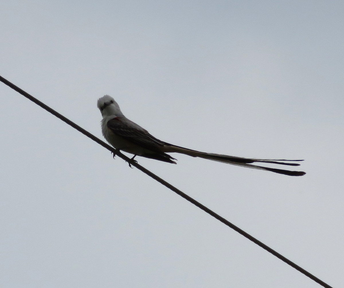 Scissor-tailed Flycatcher - ML619600319