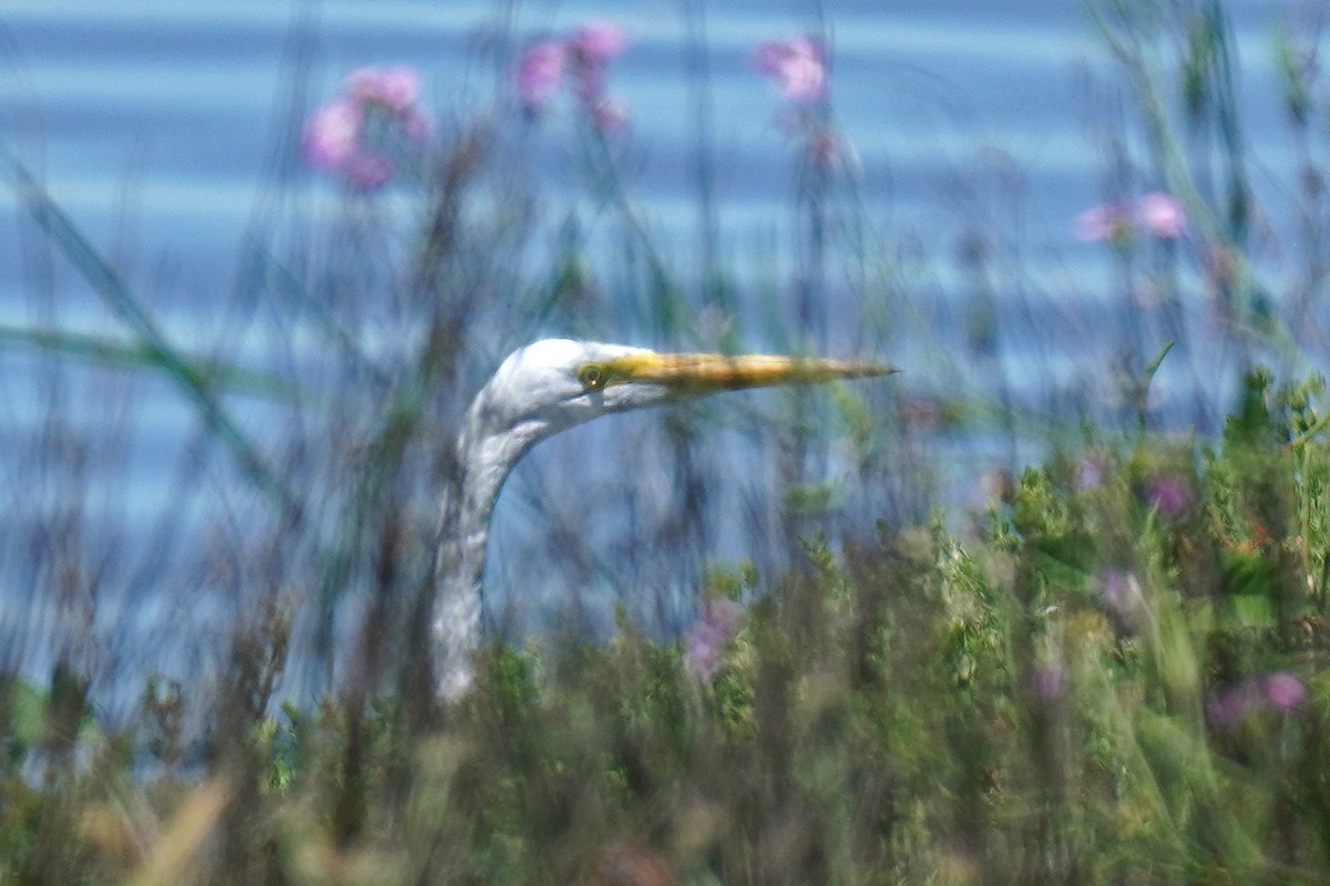 Great Egret - Susan Iannucci