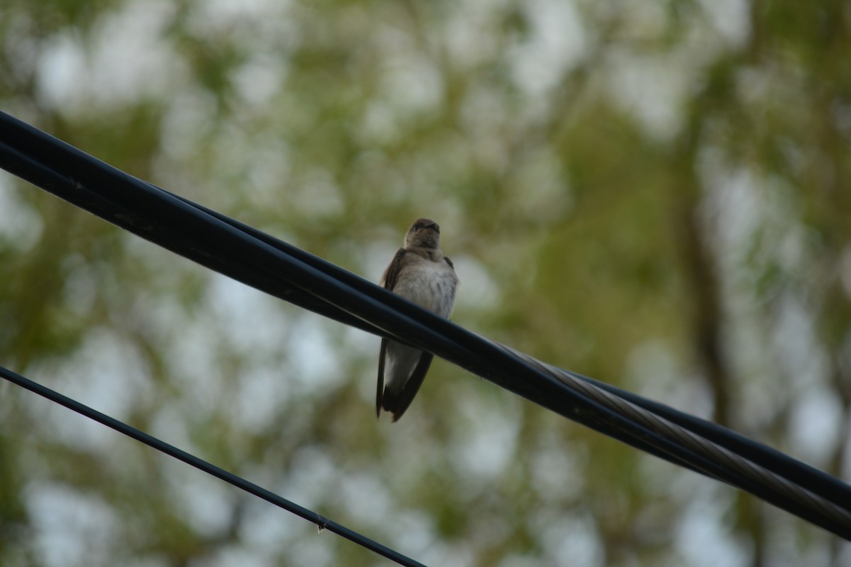 Northern Rough-winged Swallow - Brinda Datla
