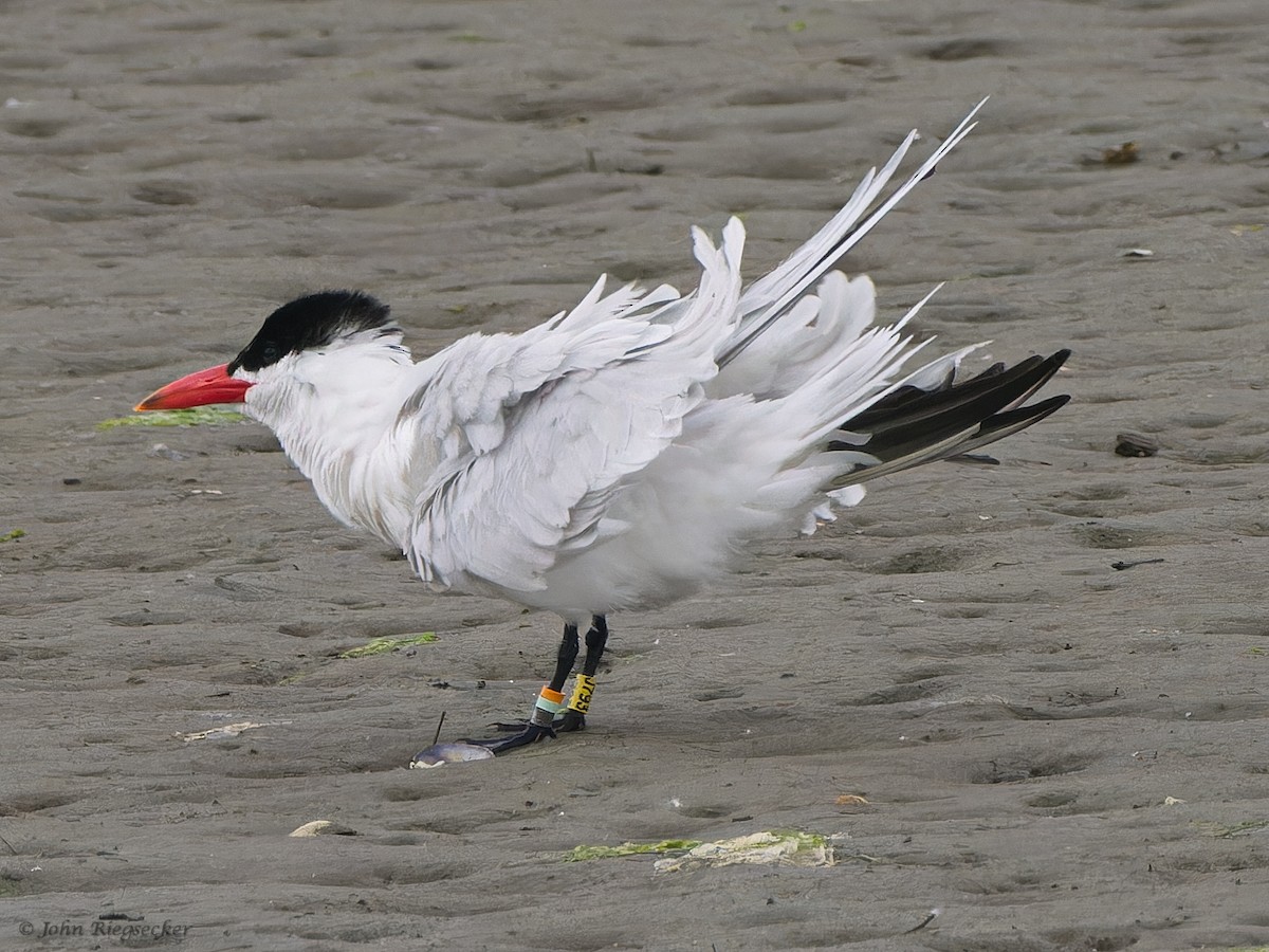 Caspian Tern - ML619600335