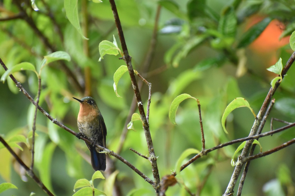 Tyrian Metaltail (Santa Marta) - Pam García 𝔗𝔦𝔯𝔞𝔫𝔬𝔰 𝔘𝔯𝔟𝔞𝔫𝔬𝔰