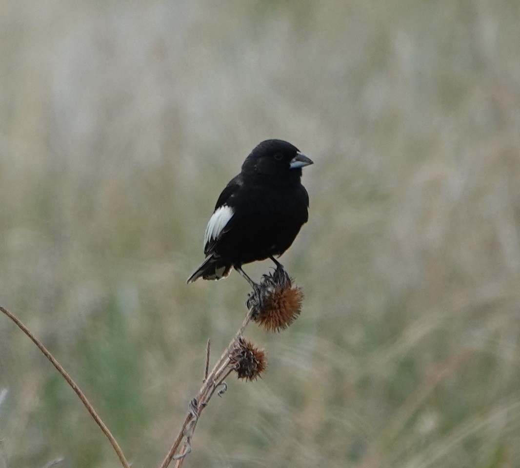 Lark Bunting - Graham Ray