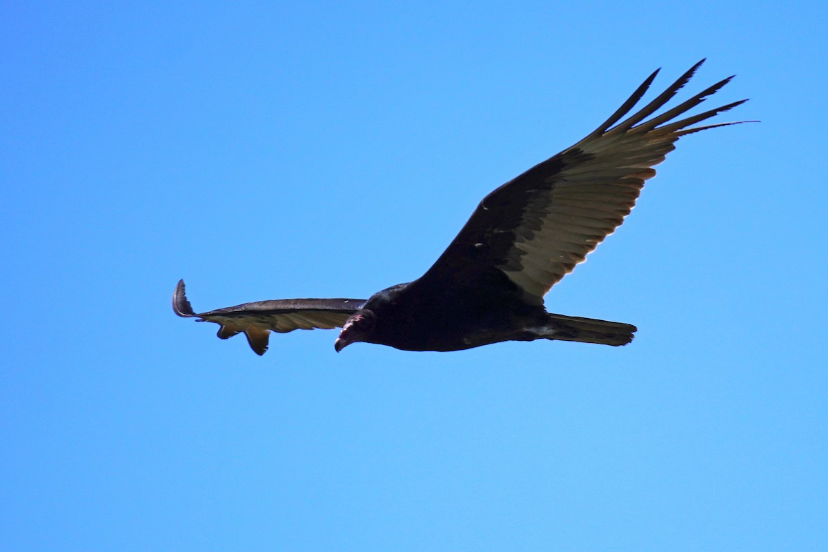 Turkey Vulture - Susan Iannucci