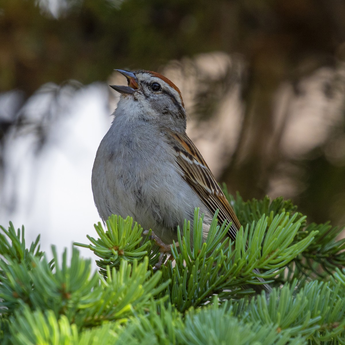 Chipping Sparrow - Dan Vickers