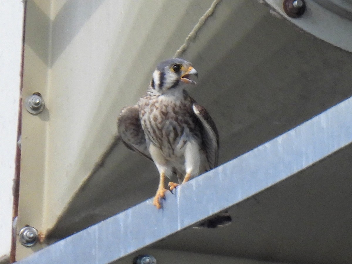 American Kestrel - Ed Daniels