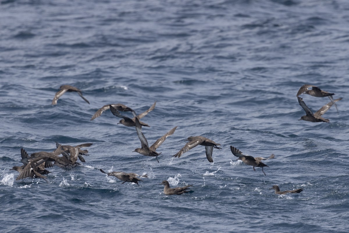 Sooty Shearwater - Ted Keyel