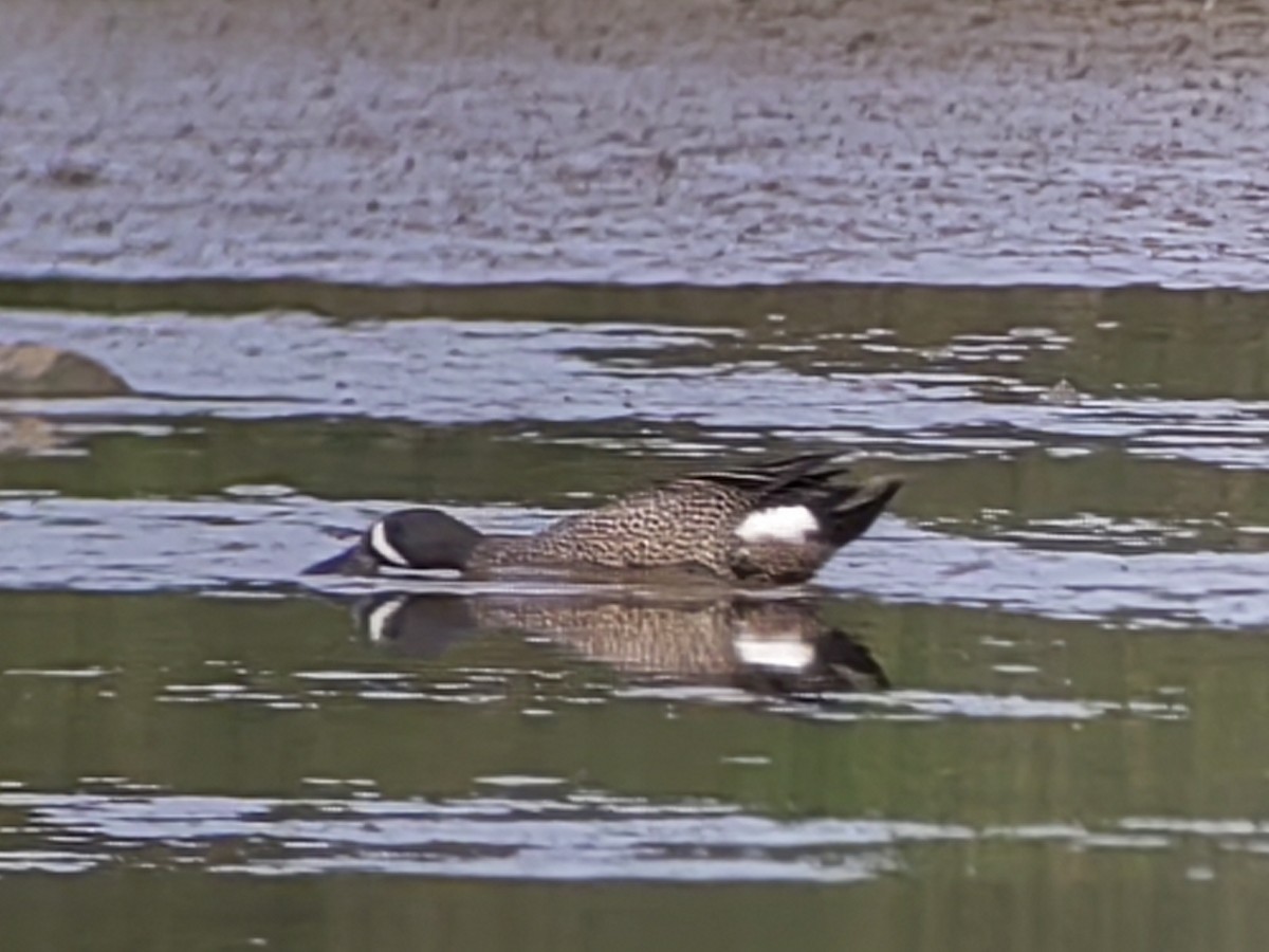 Blue-winged Teal - Mayer Jiménez Barrantes