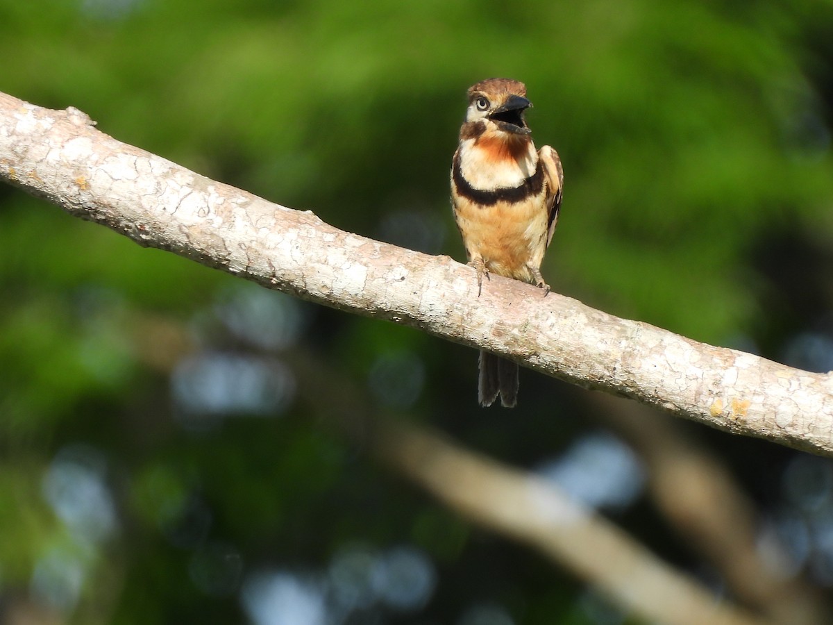 Russet-throated Puffbird - Leandro Niebles Puello