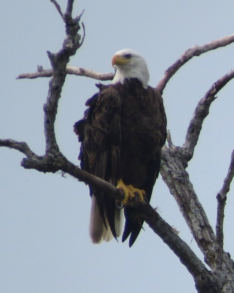 Bald Eagle - Deidre Dawson