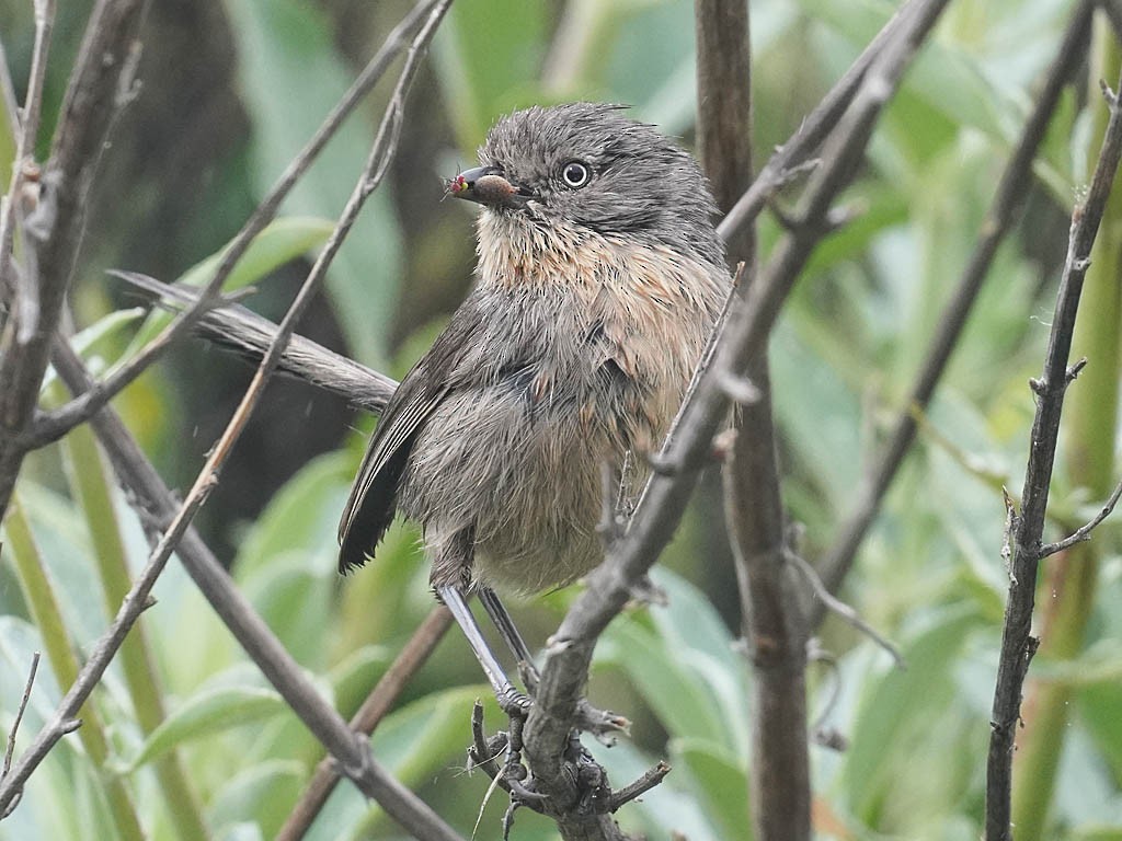 Wrentit - Tom Haglund