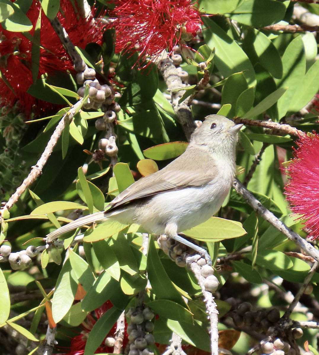 Oak Titmouse - George Chrisman