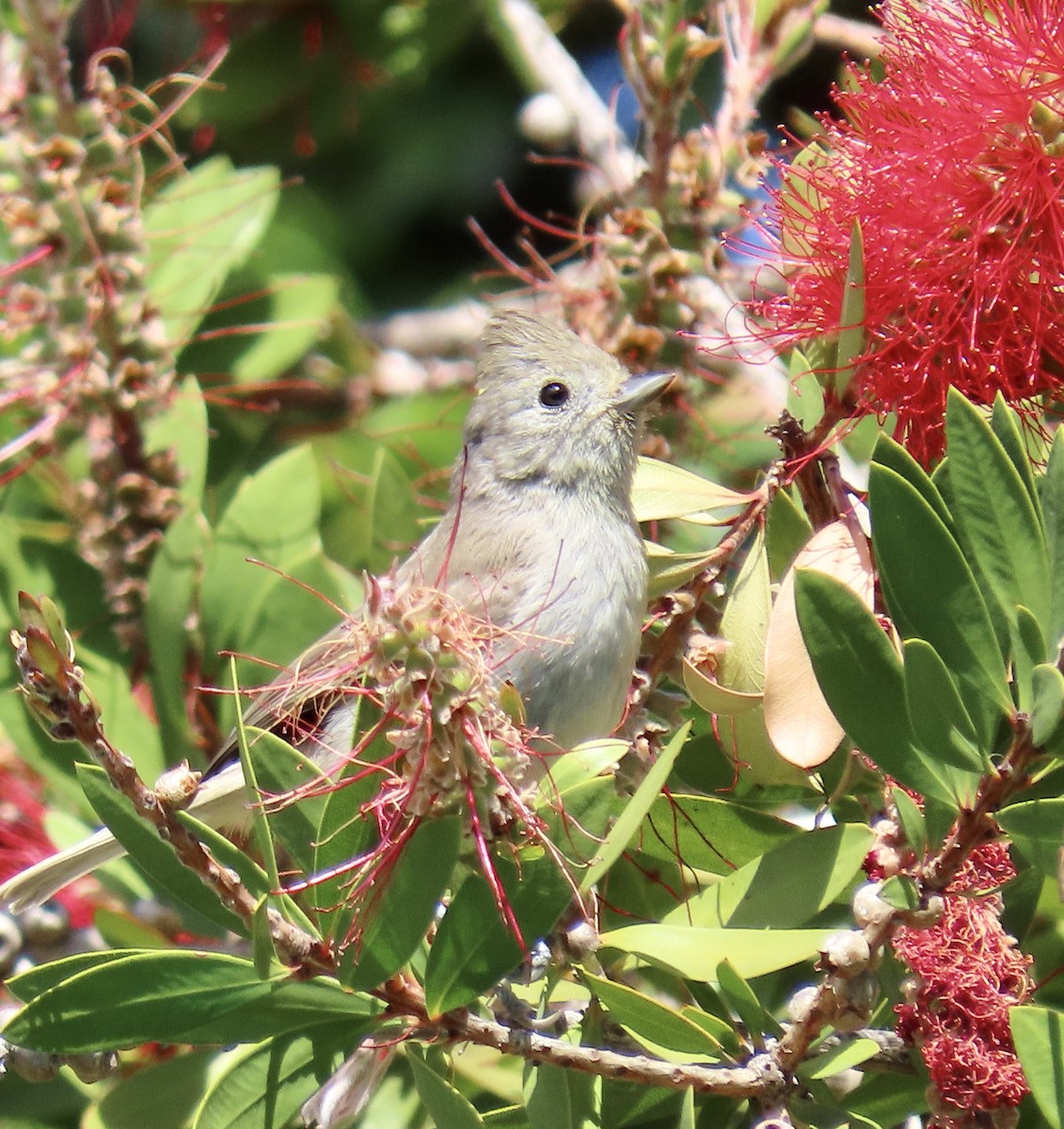 Oak Titmouse - ML619600377