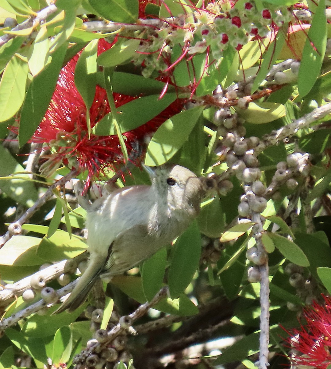 Mésange unicolore - ML619600378