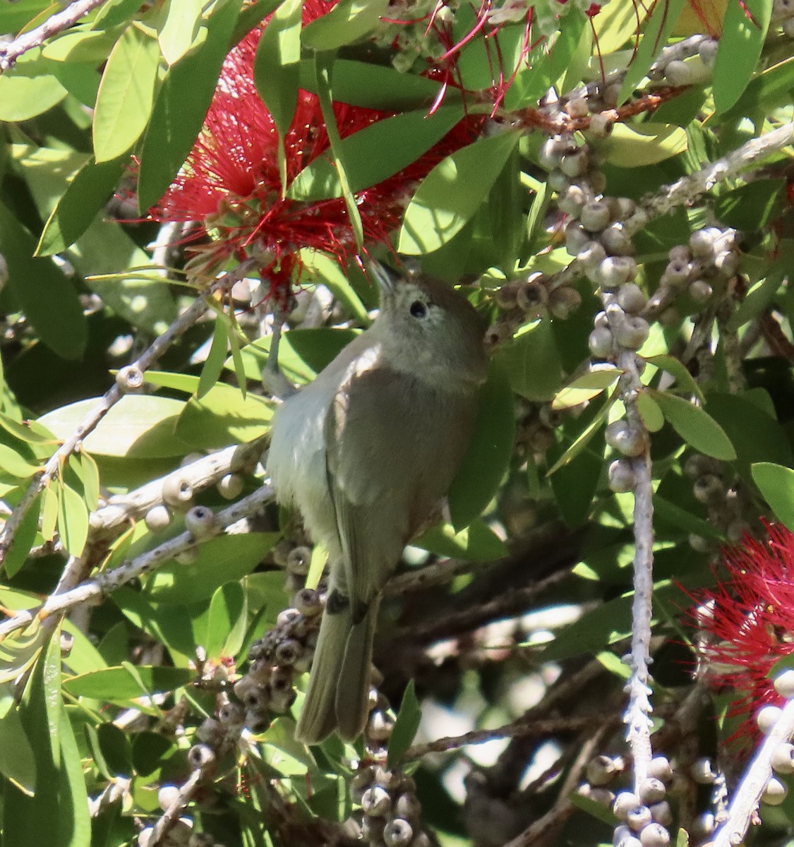 Oak Titmouse - George Chrisman