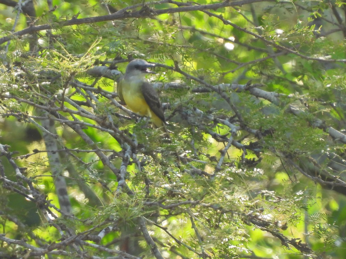 Tropical Kingbird - Leandro Niebles Puello