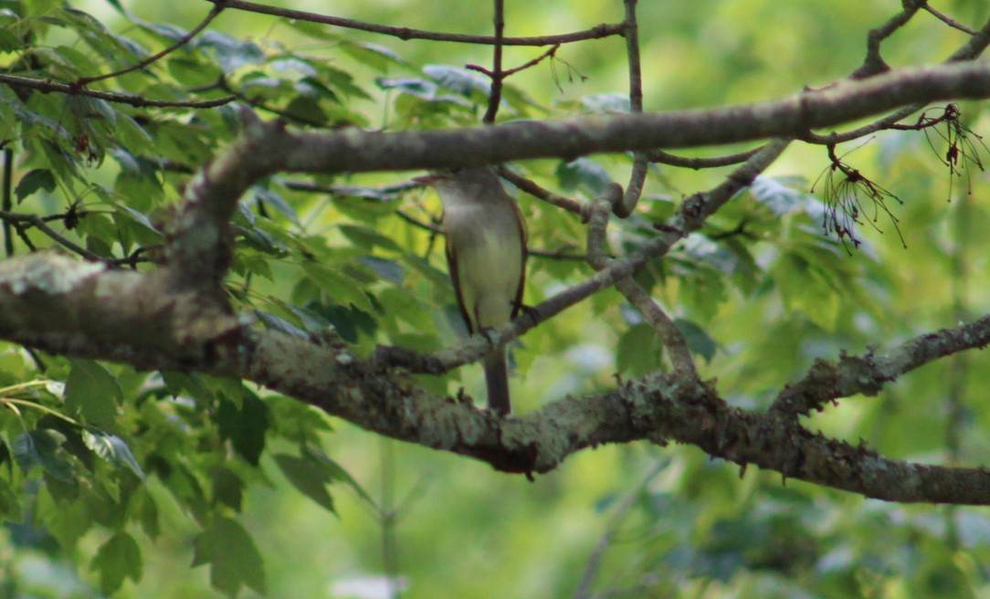 Willow Flycatcher - Deborah  Hansen