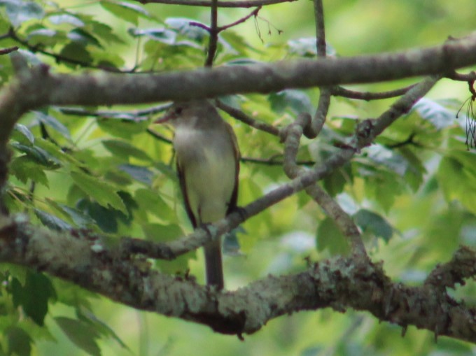 Willow Flycatcher - Deborah  Hansen