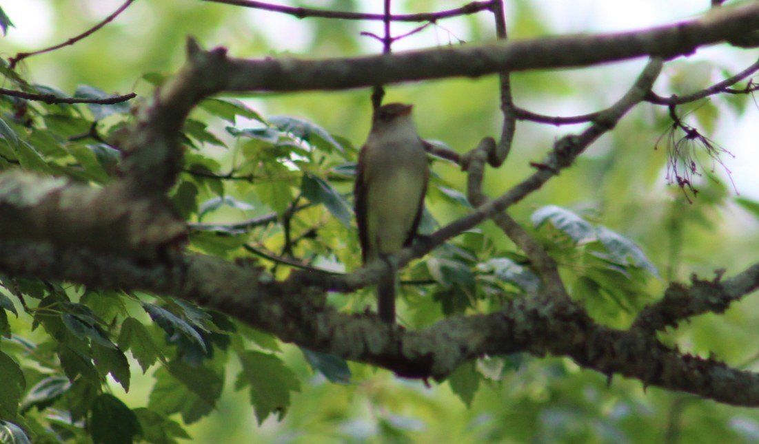 Willow Flycatcher - Deborah  Hansen