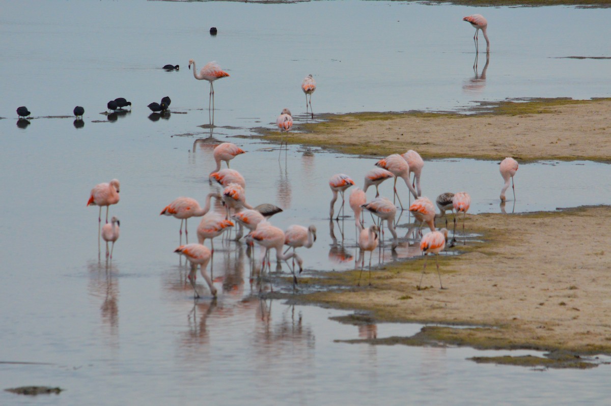 Chilean Flamingo - Jose Navarro