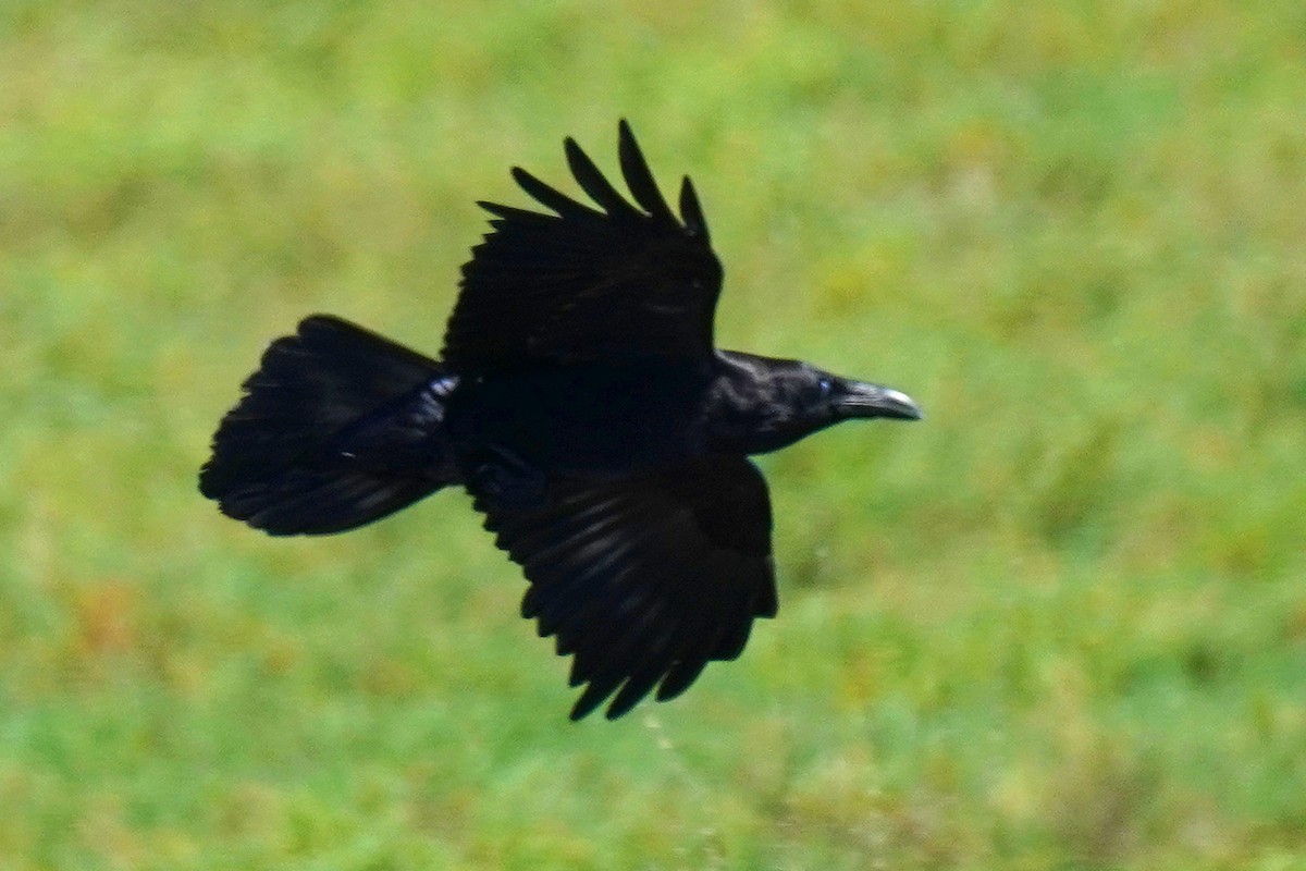 Common Raven - Susan Iannucci