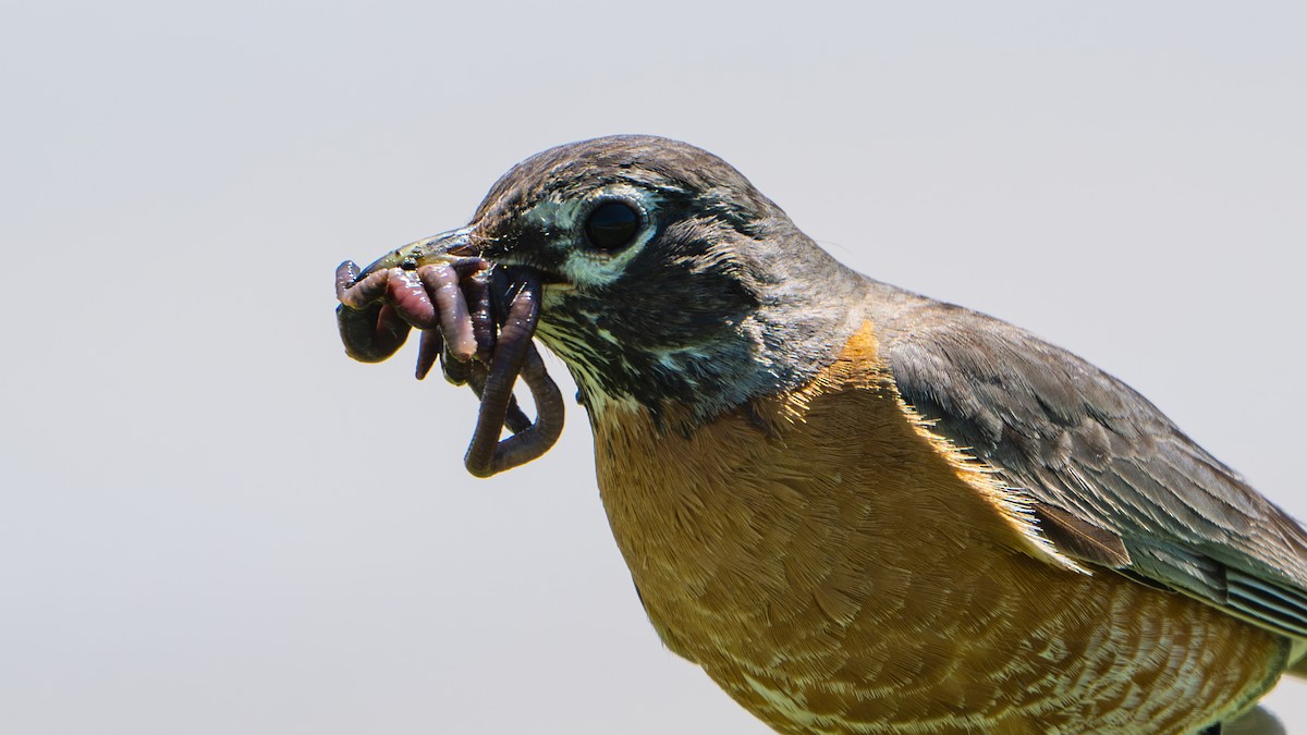 American Robin - Paul Clifford