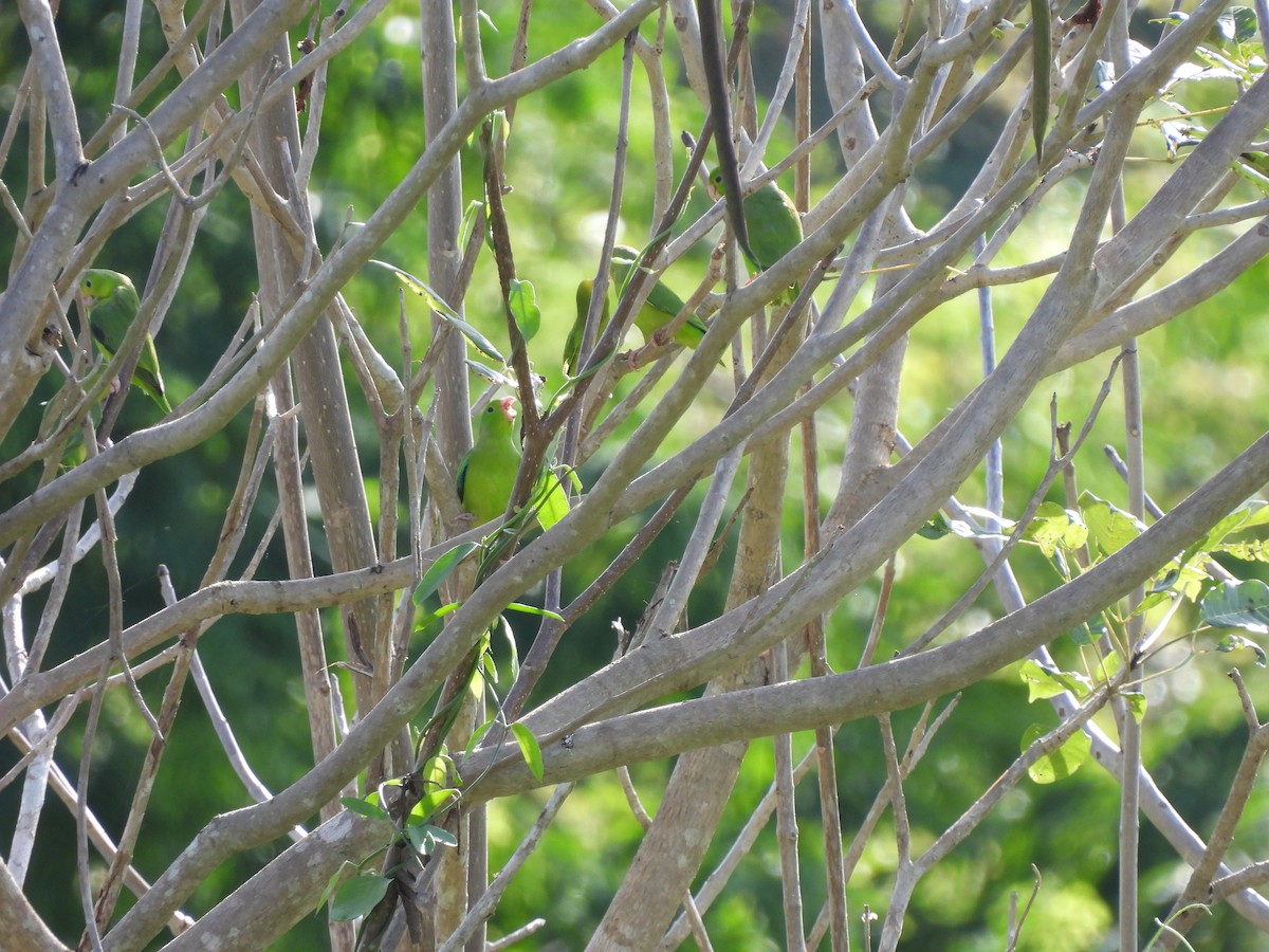 Turquoise-winged Parrotlet - ML619600403