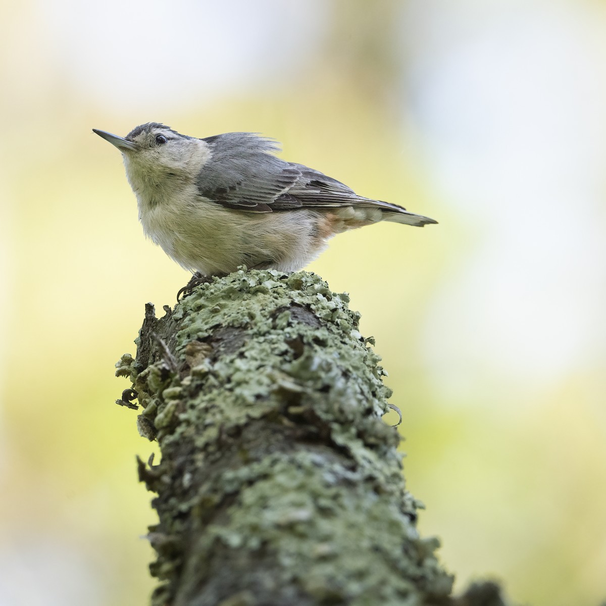 White-breasted Nuthatch - Kara Zanni