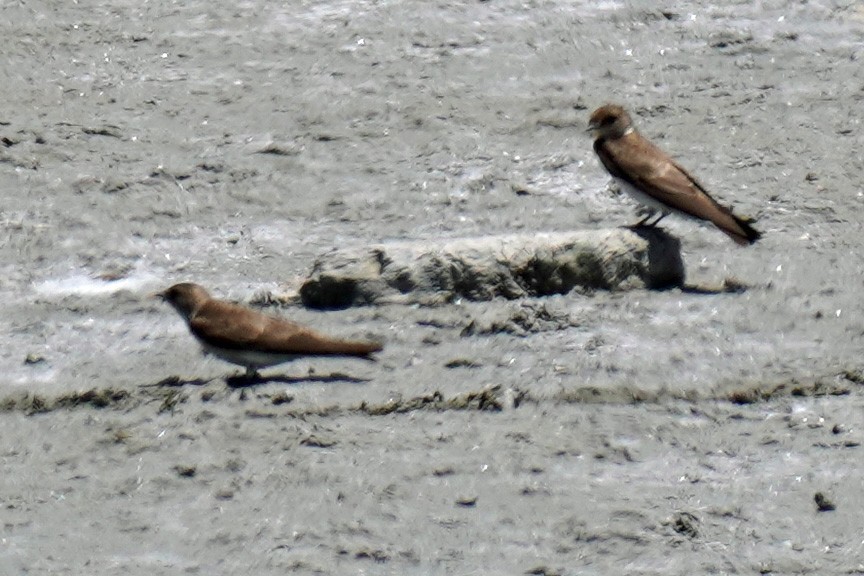 Northern Rough-winged Swallow - Susan Iannucci