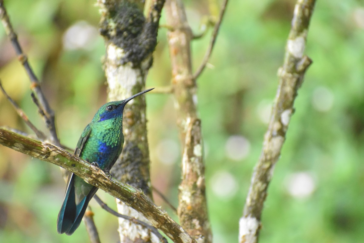 Sparkling Violetear - Pam García 𝔗𝔦𝔯𝔞𝔫𝔬𝔰 𝔘𝔯𝔟𝔞𝔫𝔬𝔰