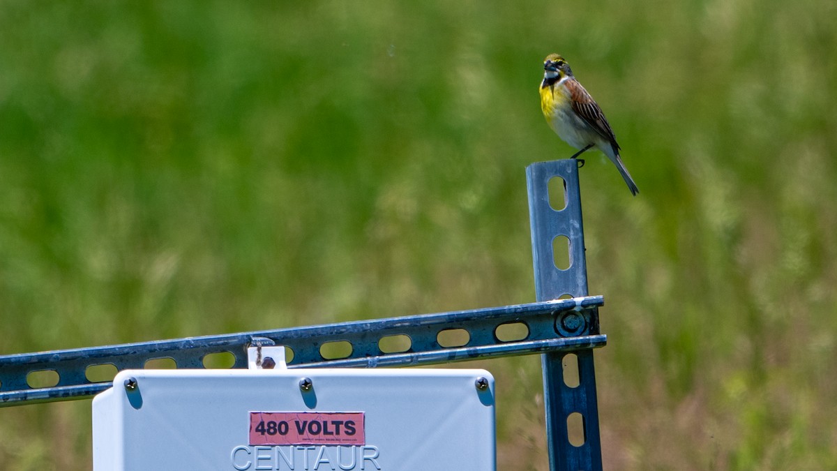 Dickcissel - Paul Clifford