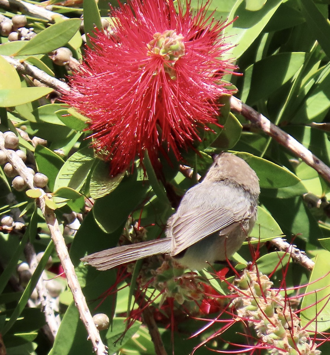 Bushtit - George Chrisman