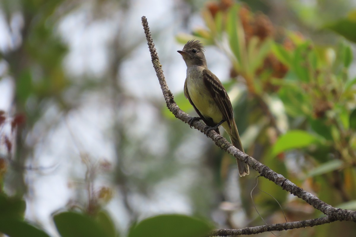 Yellow-bellied Elaenia - David Brinkman