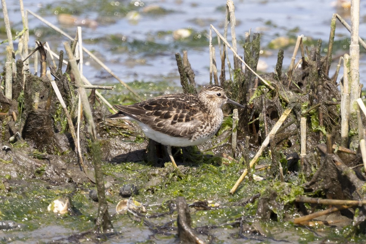 Least Sandpiper - Rubina Heptulla