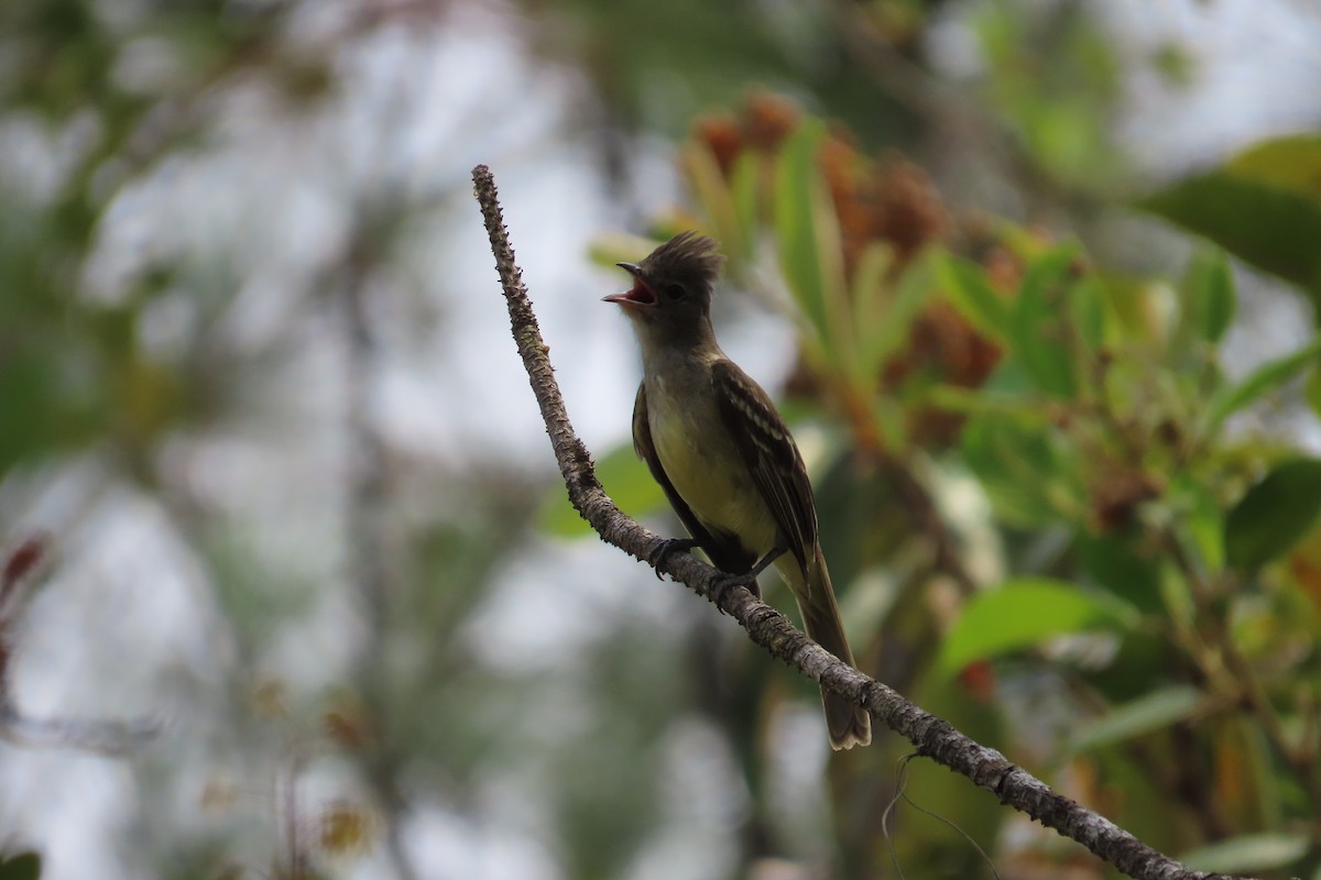 Yellow-bellied Elaenia - David Brinkman