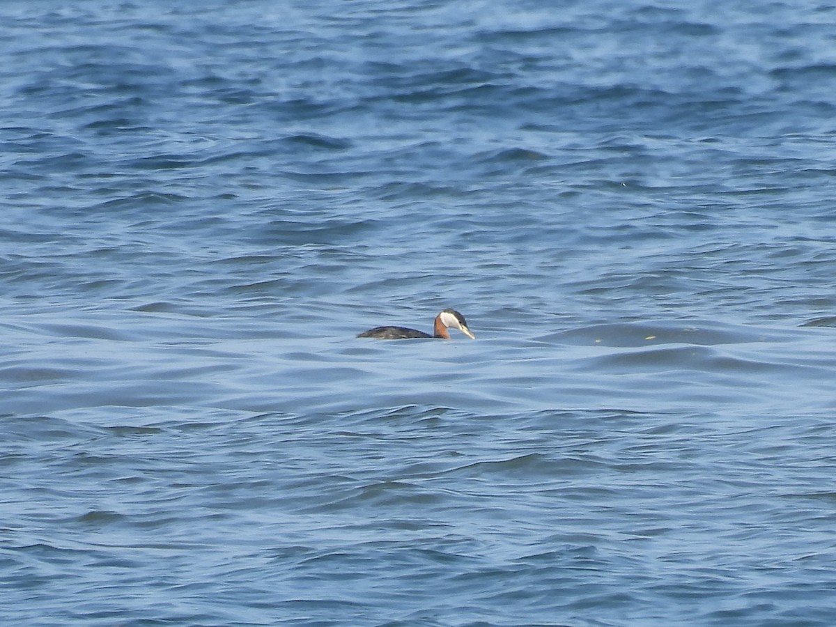 Red-necked Grebe - ML619600428