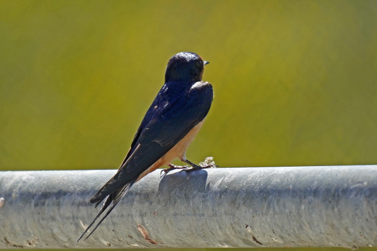 Barn Swallow - Susan Iannucci