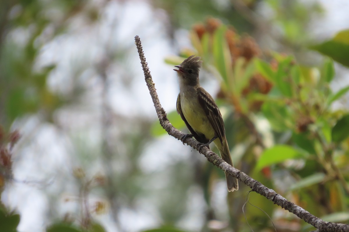 Yellow-bellied Elaenia - David Brinkman