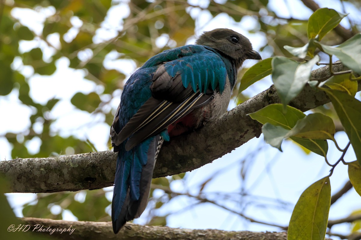 Resplendent Quetzal - Hugues Debeyser