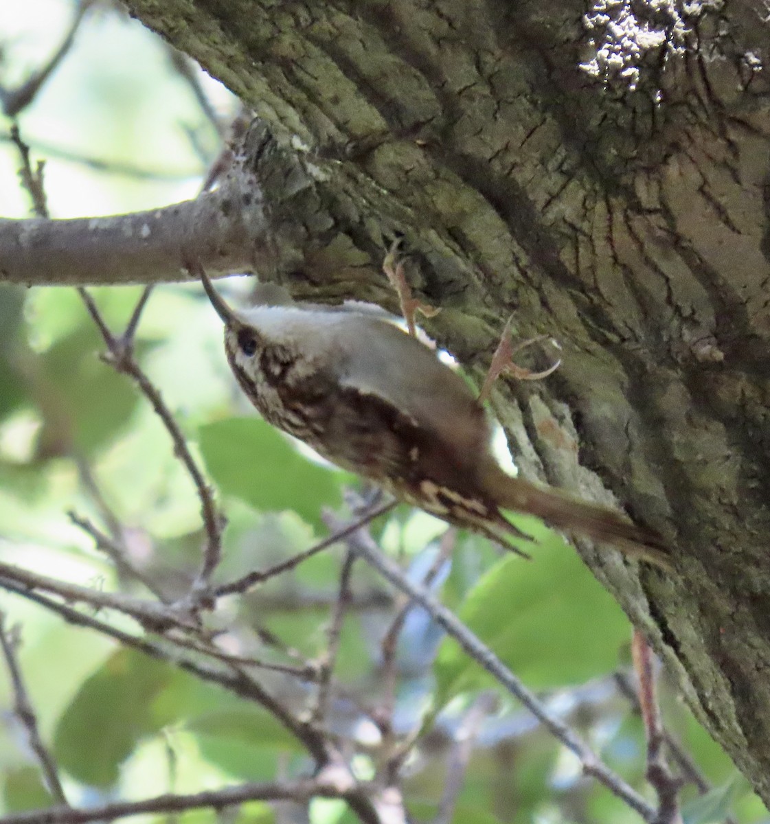 Brown Creeper - George Chrisman