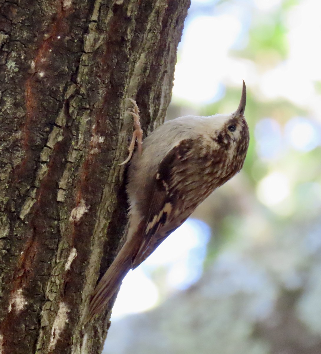 Brown Creeper - George Chrisman