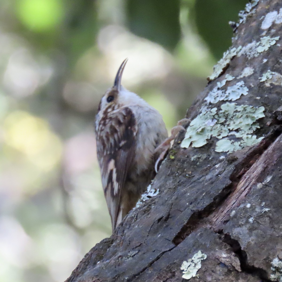 Brown Creeper - George Chrisman